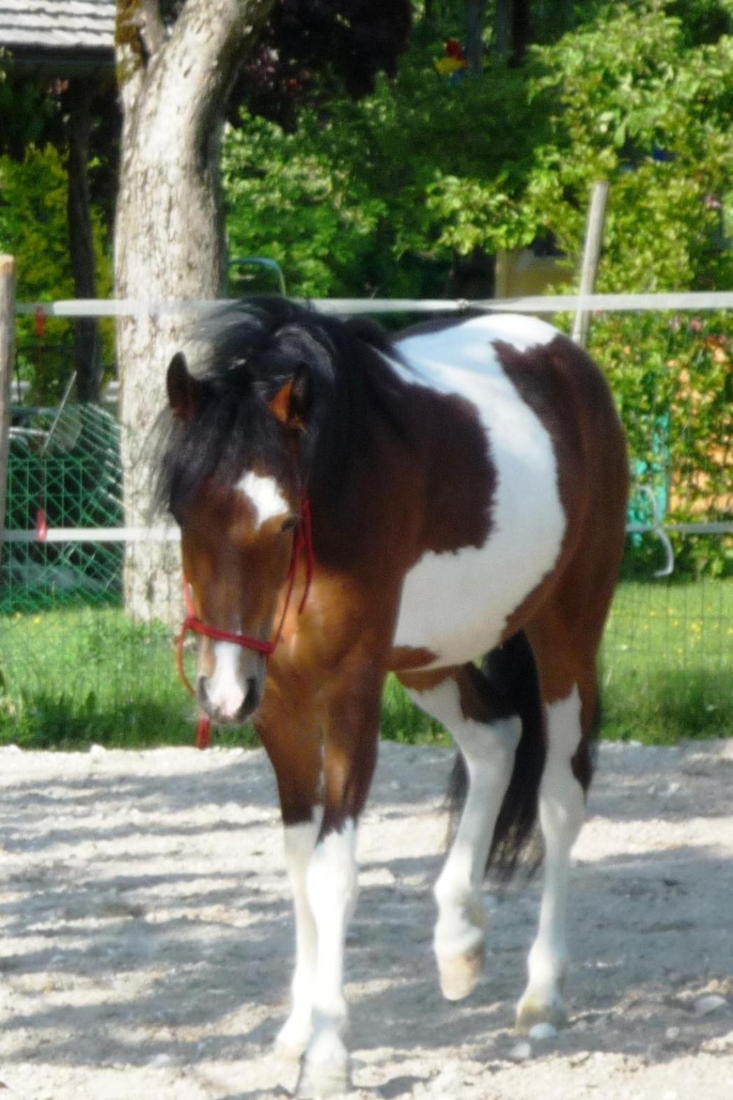 Ferienhof Unterfuehrholzergut Klaus an der Pyhrnbahn Dış mekan fotoğraf