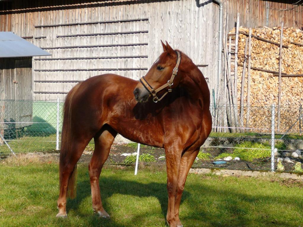 Ferienhof Unterfuehrholzergut Klaus an der Pyhrnbahn Dış mekan fotoğraf